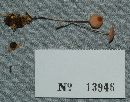 Marasmius pulcherripes image